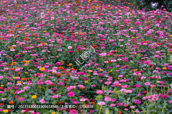 秋英花