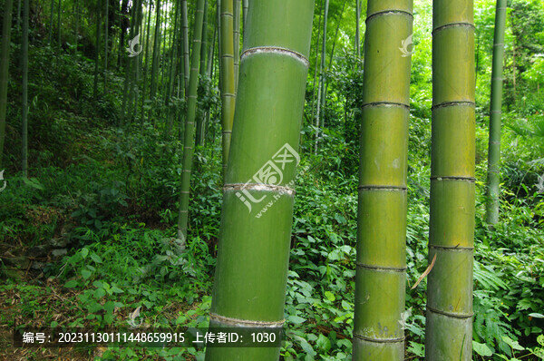 綠竹竹枝