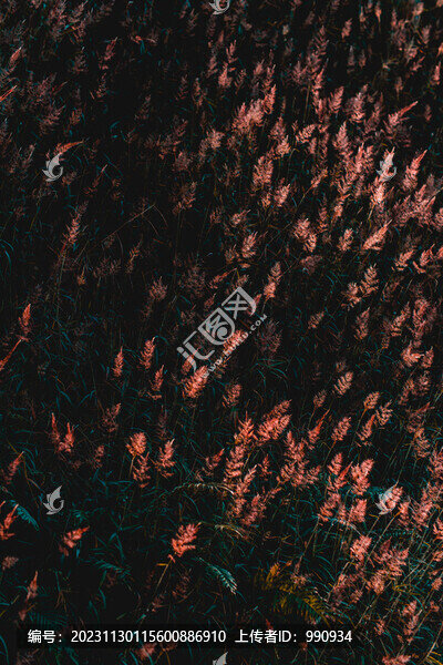 一片枯草
