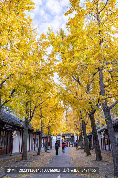 虎丘銀杏