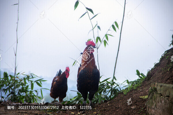 雞公雞婆