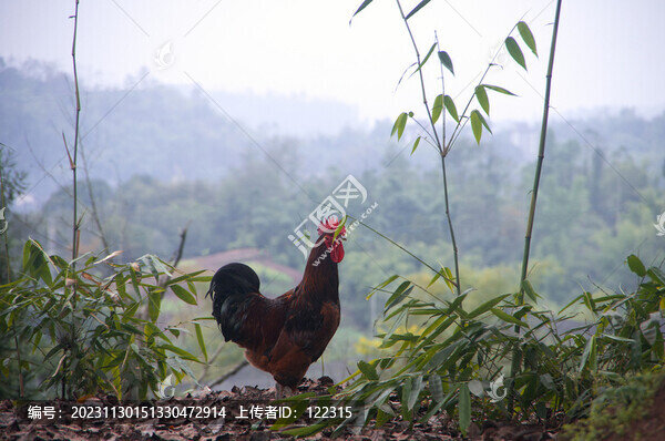 竹林雞