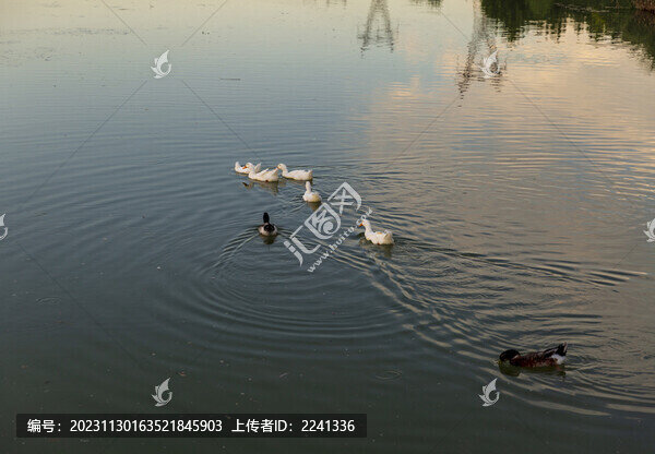 城鎮(zhèn)建筑綠化風(fēng)光