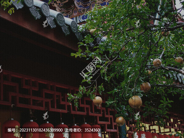 雨后寺廟石榴樹(shù)