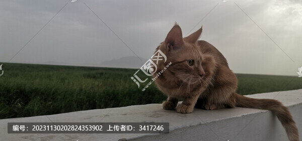 貓