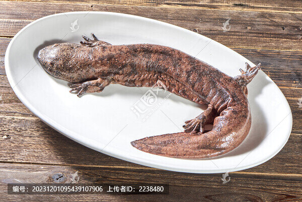 娃娃魚