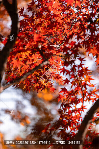 楓葉紅楓