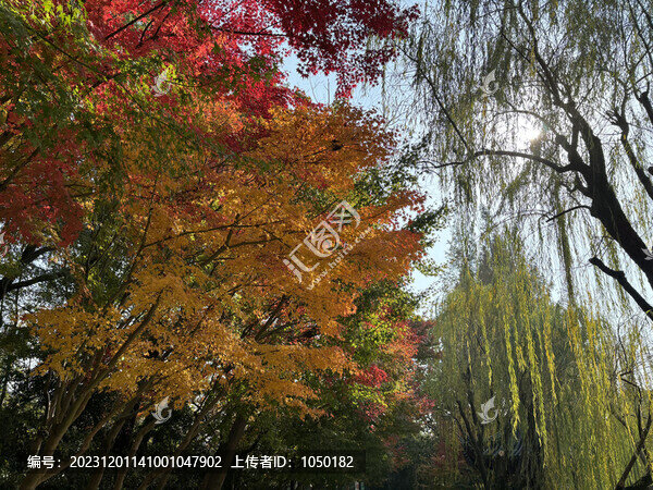 五彩秋景