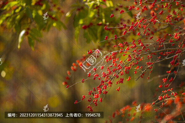 小紅果