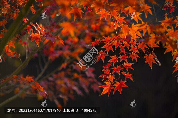 楓葉