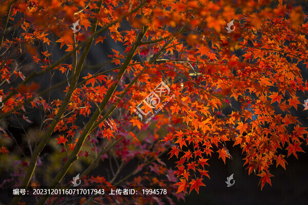 紅楓葉