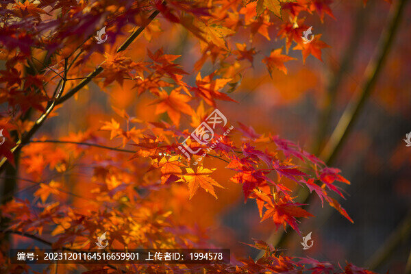 紅楓葉