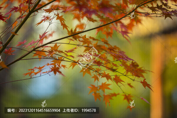 楓葉