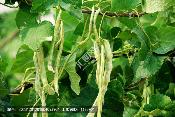 四季豆種植