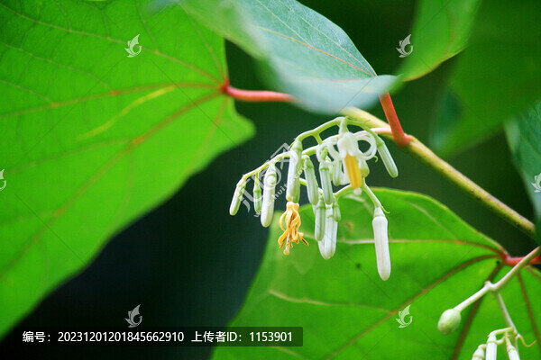 八角楓