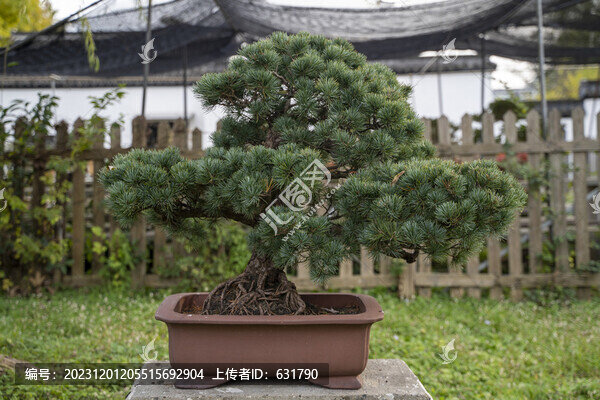 盆景