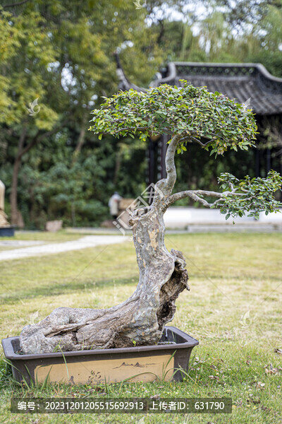 盆景