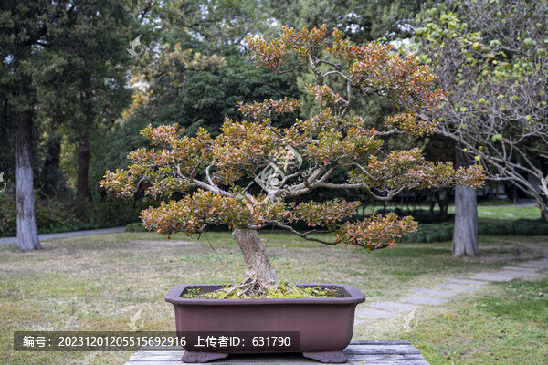 盆景