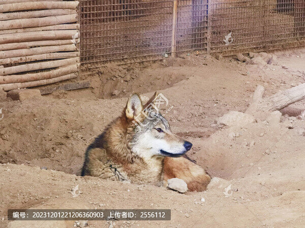 狼