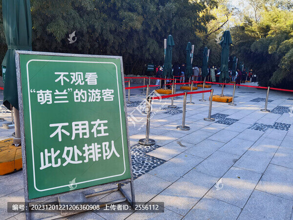 網(wǎng)紅大熊貓萌蘭
