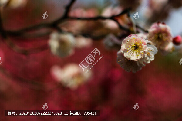 梅花