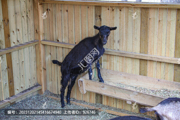 山羊