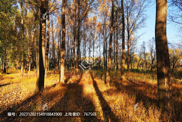 落日樹林