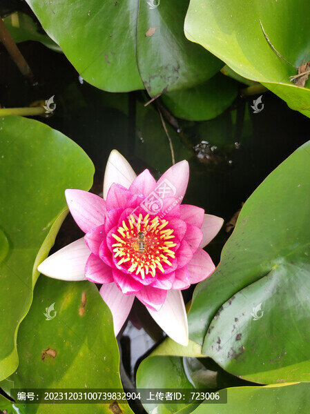 睡蓮花
