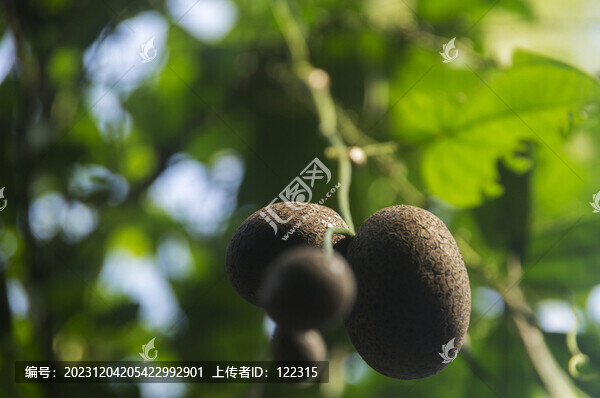 毒果