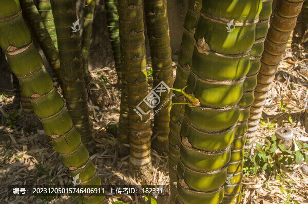 佛肚竹竹節(jié)