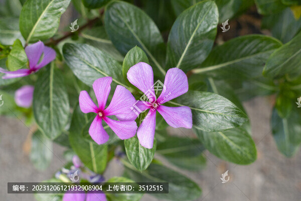 長春花