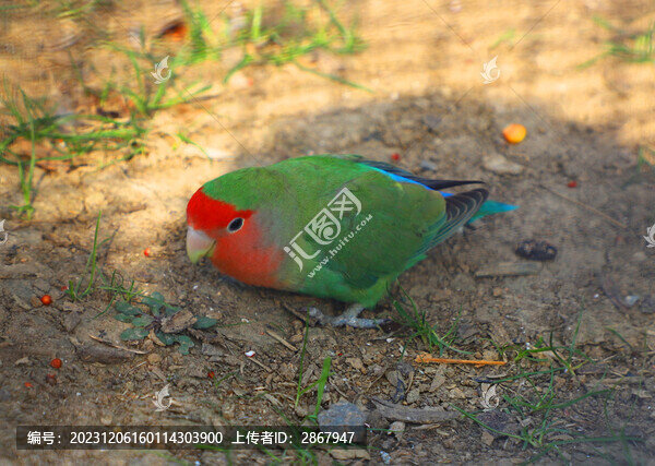 牡丹鸚鵡