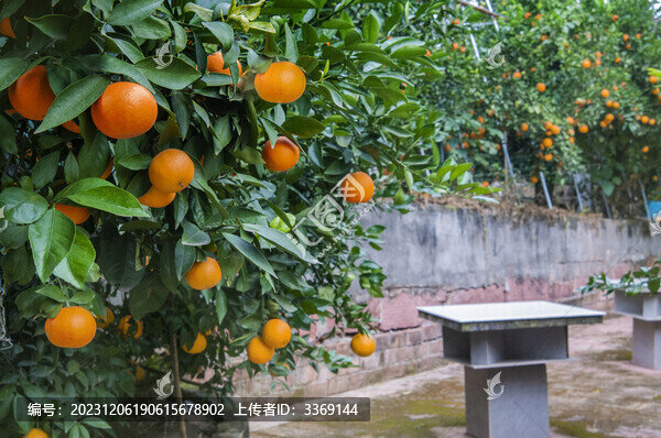 院子里的柑橘