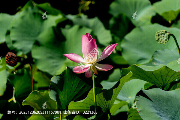 荷花