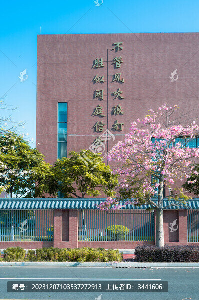 美麗異木棉