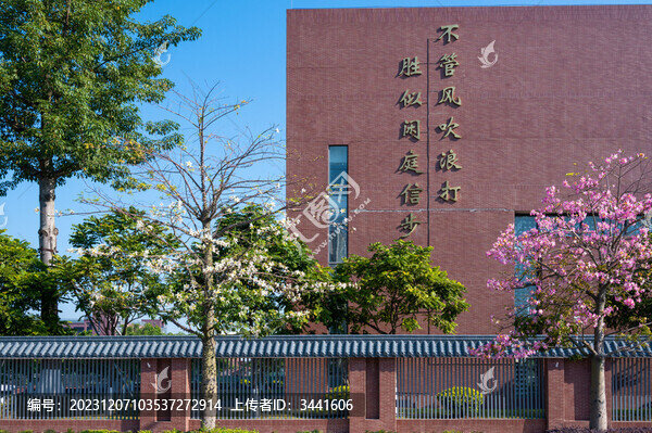 美麗異木棉