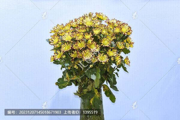菊花展覽