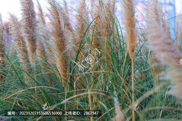 蒲葦