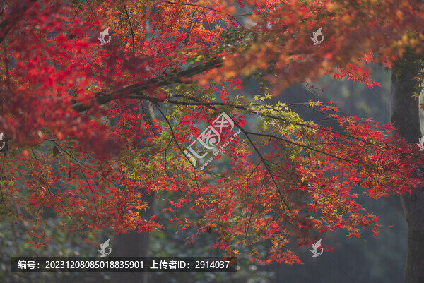 杭州九溪楓葉特寫