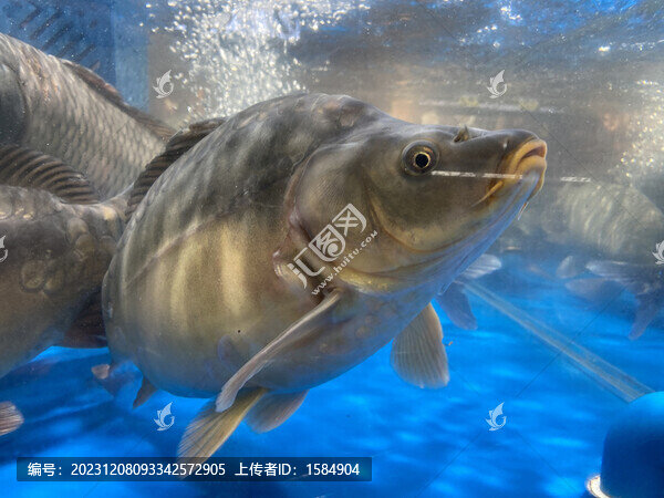 鯉魚