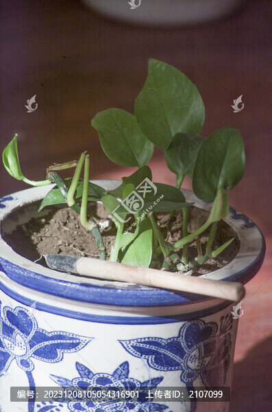 家養(yǎng)綠蘿