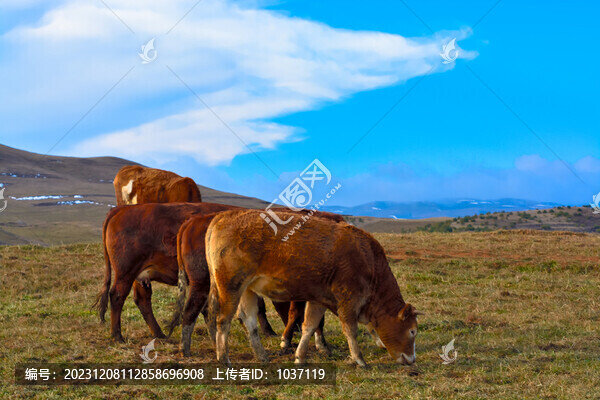 高山牧場
