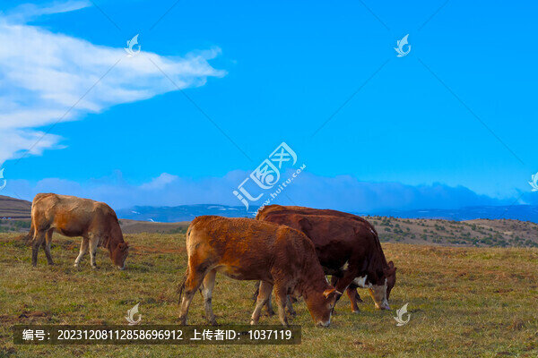 高山牧場(chǎng)