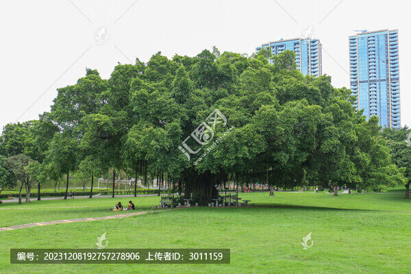 大榕樹(shù)