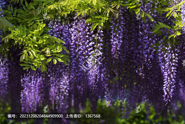 紫藤花