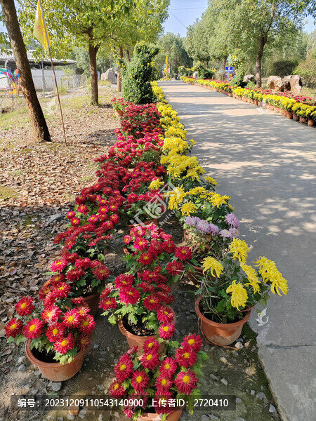 菊花