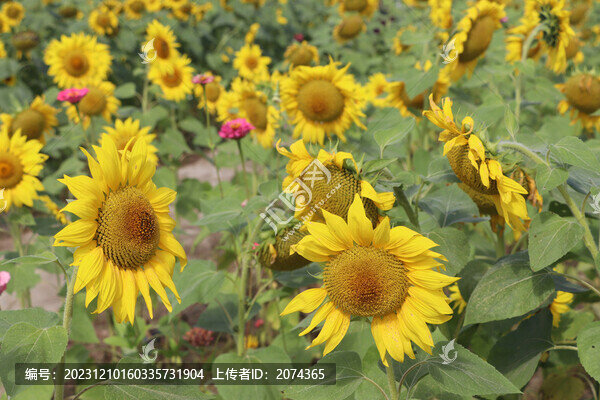 向日葵花海