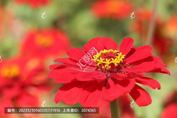 紅色萬壽菊
