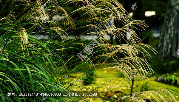 草叢