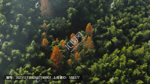 江南竹林竹海竹山秋色